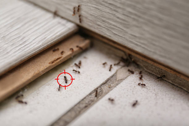 Best Affordable Pest Control Services  in Kingstree, SC
